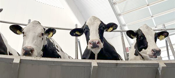 Three cows shown inside of a dairy barn.