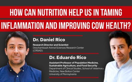 ▶️ Watch: How Can Nutrition Help Us in Taming Inflammation and Improving Cow Health