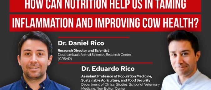 ▶️ Watch: How Can Nutrition Help Us in Taming Inflammation and Improving Cow Health