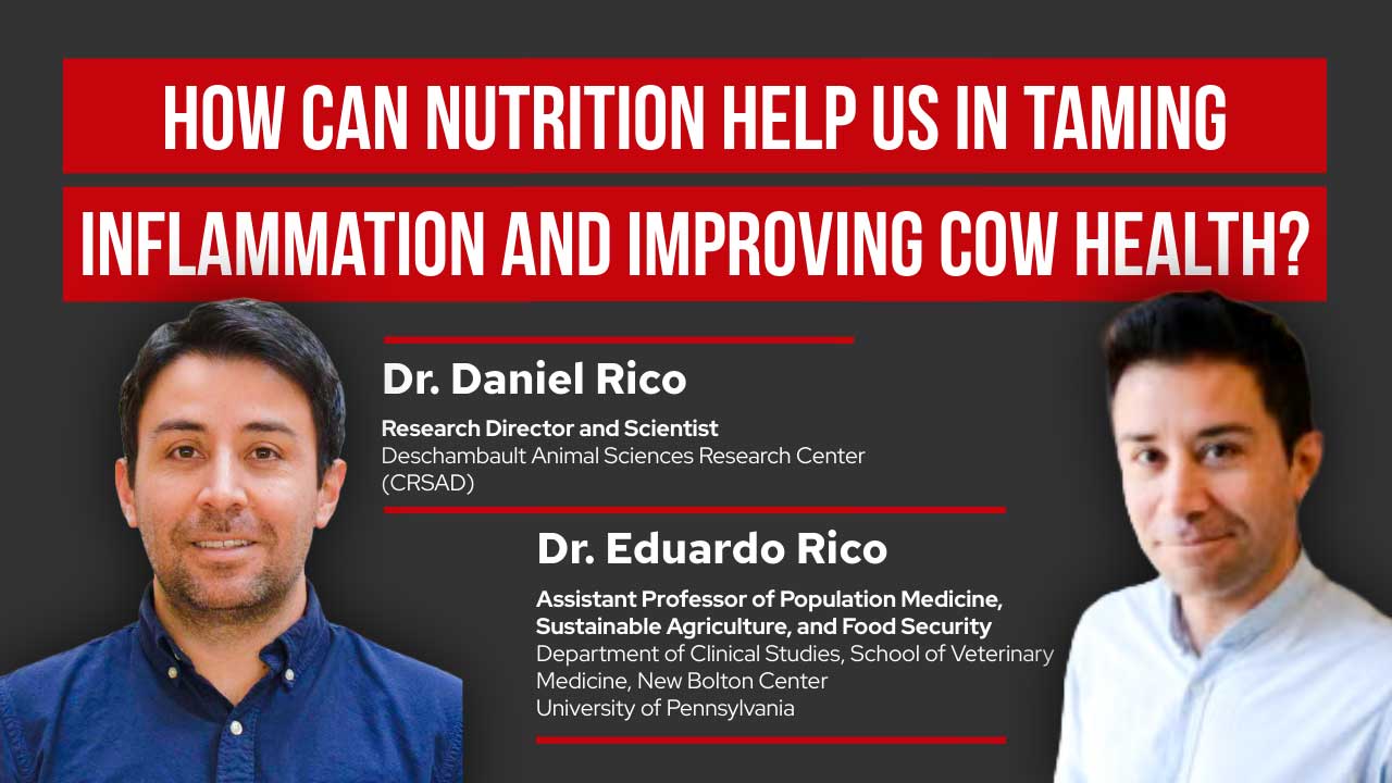 ▶️ Watch: How Can Nutrition Help Us in Taming Inflammation and Improving Cow Health