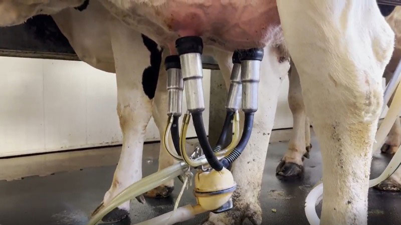 Automated milking system with suction cups attached to dairy cow's udder in modern milking parlor