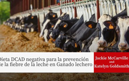 Vacas lecheras Holstein comiendo heno en puestos de alimentación. Título: 'Dietas DCAD negativas para la prevención de la fiebre de la leche en ganado lechero' por Jackie McCarville y Katelyn Goldsmith.