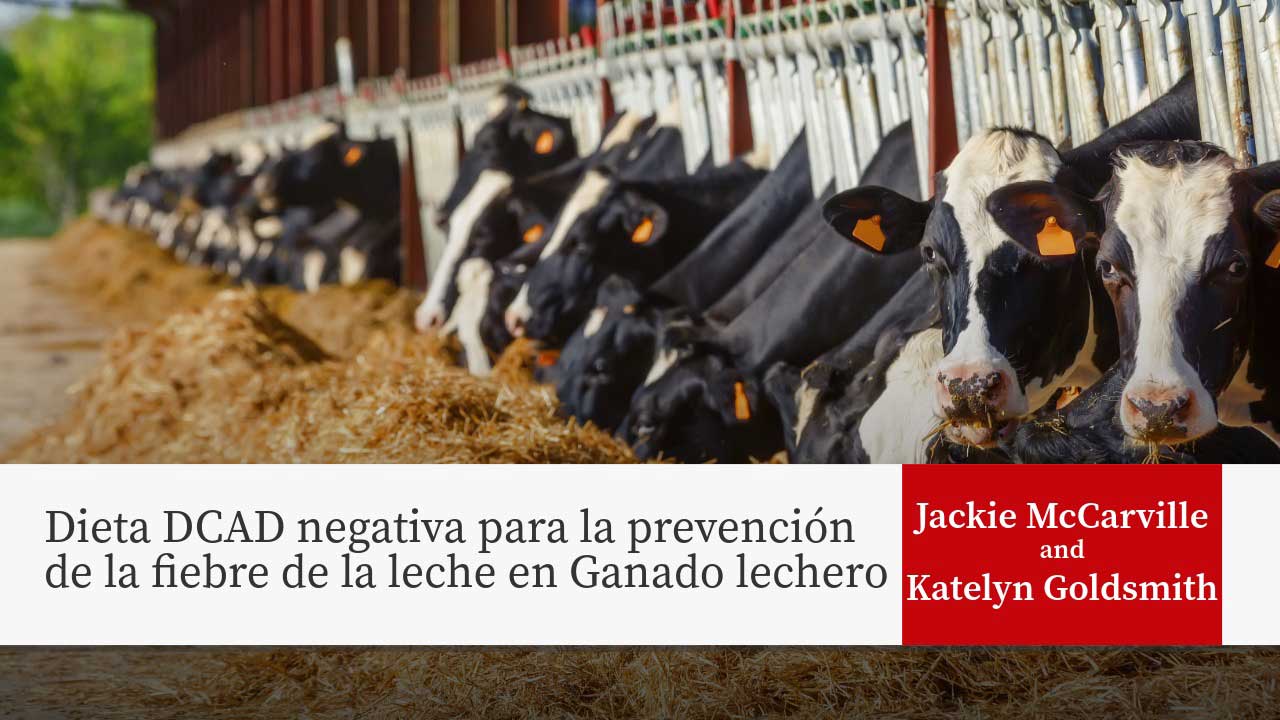 Dieta DCAD negativa para la prevención de la fiebre de la leche en Ganado lechero
