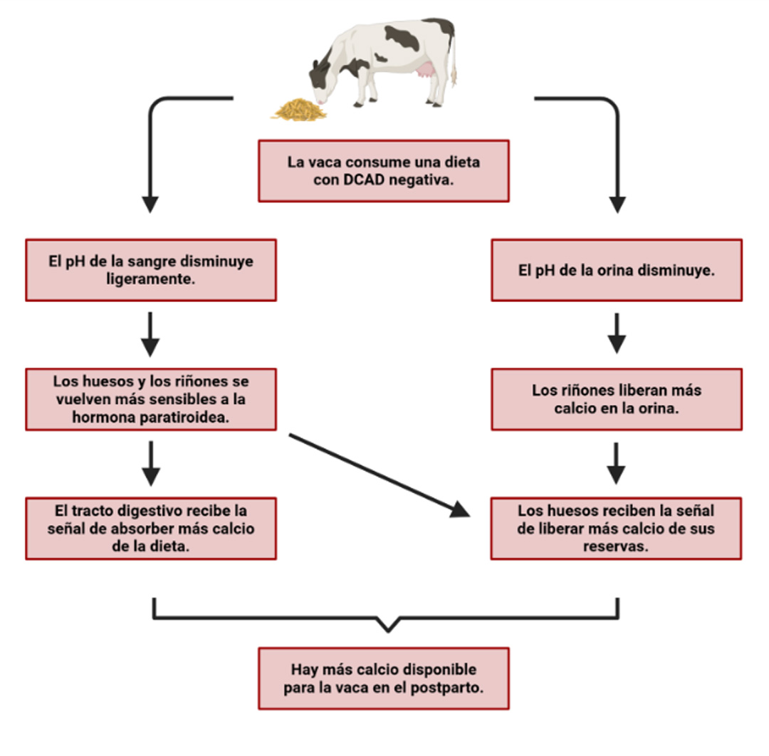 Diagrama de flujo que describe cómo una dieta DCAD negativa aumenta la disponibilidad de calcio para la vaca en el momento del parto.