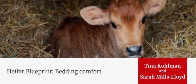 Heifer Blueprint: Bedding comfort