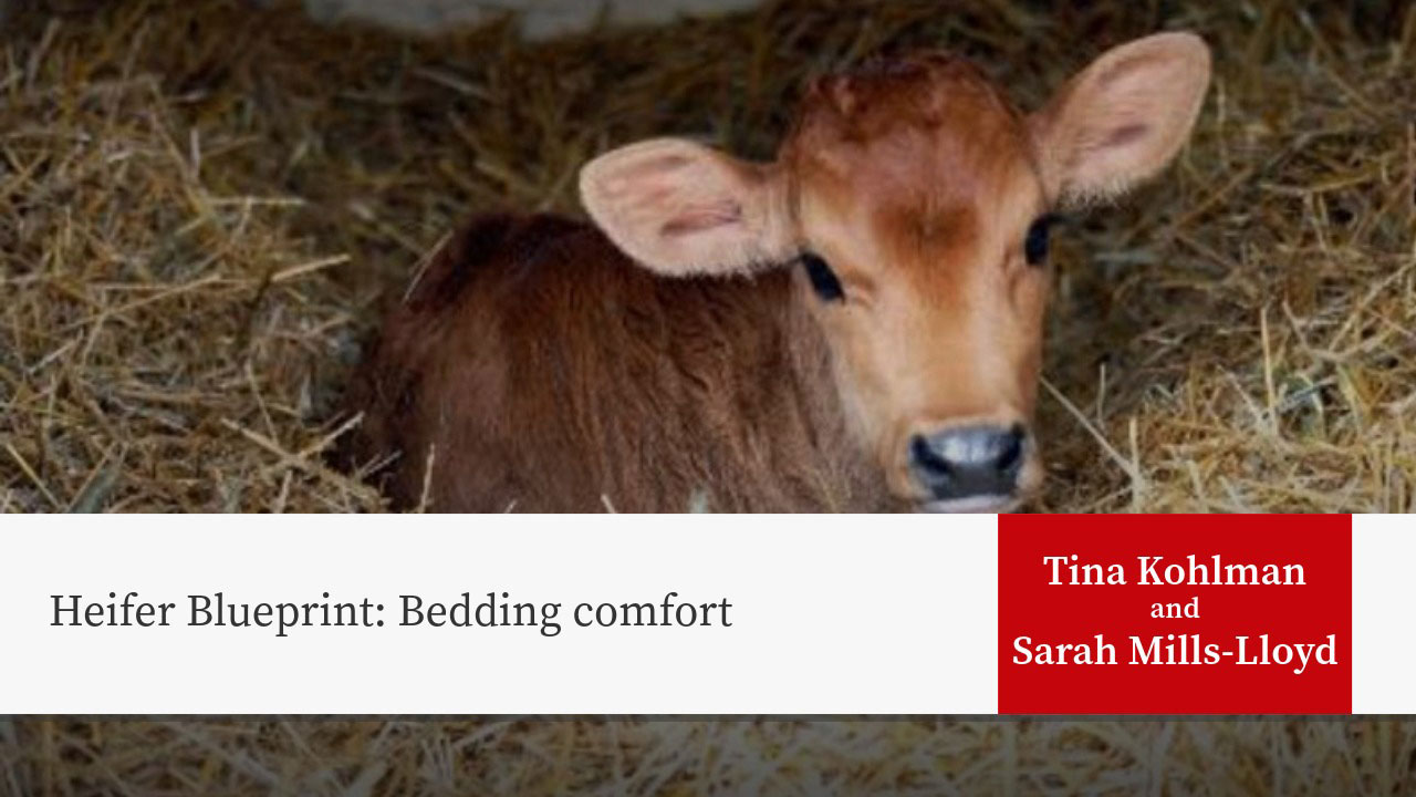 Brown calf lying in straw. Text reads "Heifer Blueprint: Bedding comfort" with "Tina Kohlman and Sarah Mills-Lloyd" in red box.