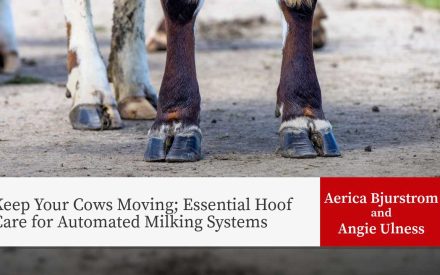Cow hooves with blue protective boots on dirt ground. Text overlay: "Keep Your Cows Moving; Essential Hoof Care for Automated Milking Systems" by Aerica Bjurstrom and Angie Ulness