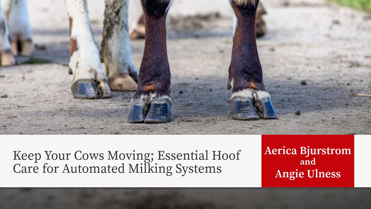 Cow hooves with blue protective boots on dirt ground. Text overlay: "Keep Your Cows Moving; Essential Hoof Care for Automated Milking Systems" by Aerica Bjurstrom and Angie Ulness