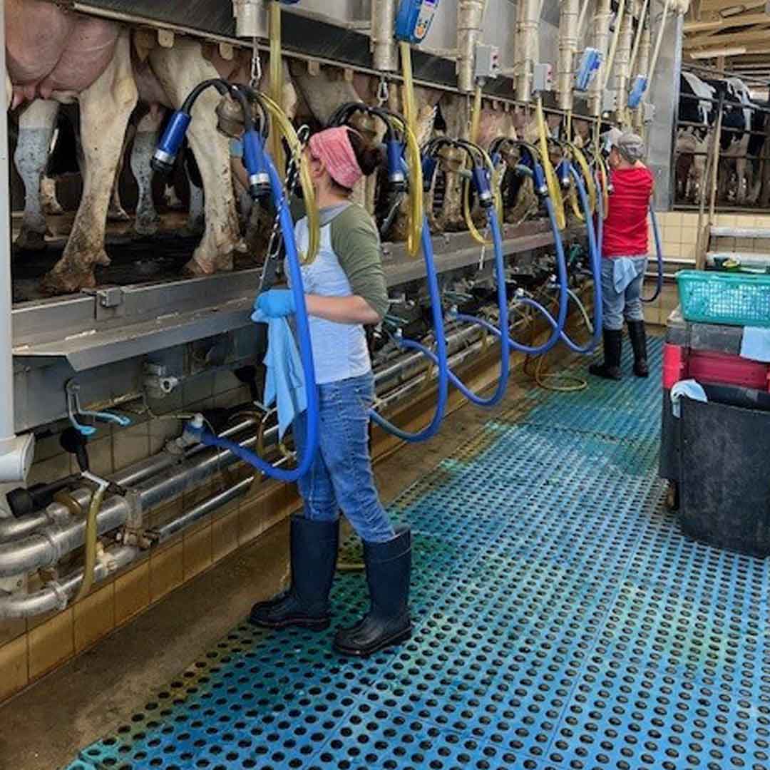2 dairy workers shown in a milking parlor attaching equipment to cows during the milking process.
