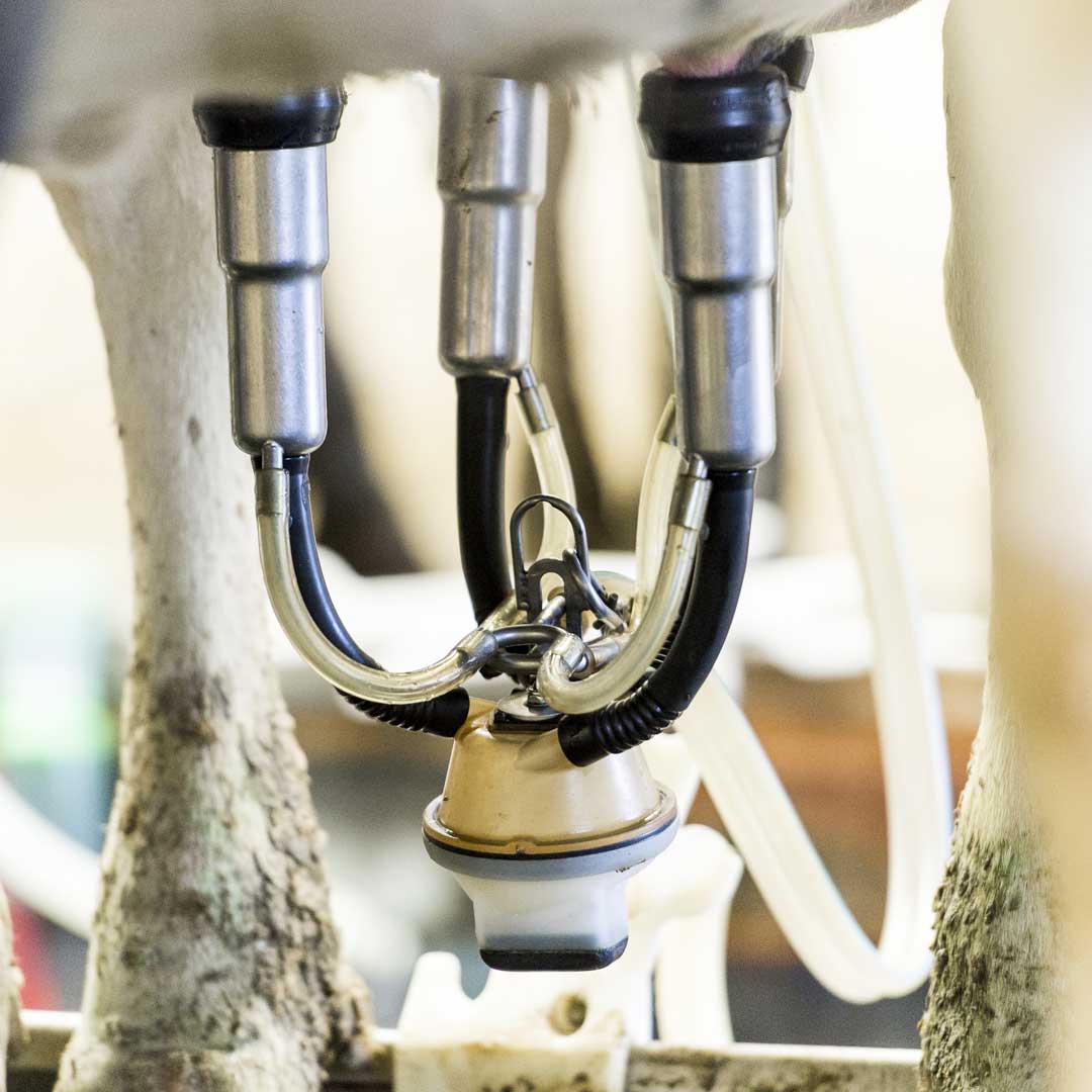 Milking equipment attached to cow udders.