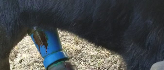 Navel Care for Beef x Dairy Calves