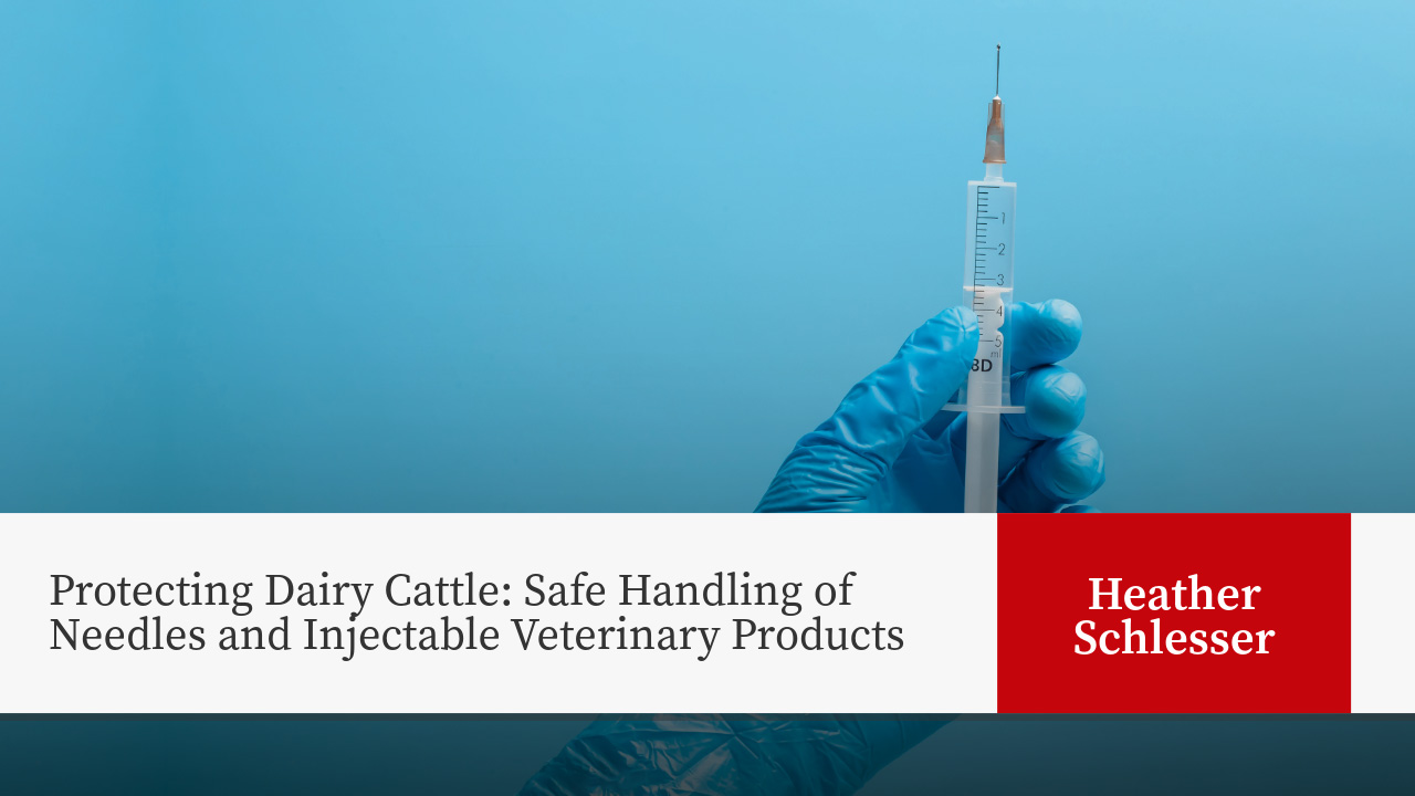 Gloved hand holding syringe. Title: Protecting Dairy Cattle: Safe Handling of Needles and Injectable Veterinary Products - Heather Schlesser