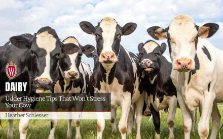 Group of Holstein dairy cows in pasture with text "Udder Hygiene Tips That Won't Stress Your Cow" and "Heather Schlesser"