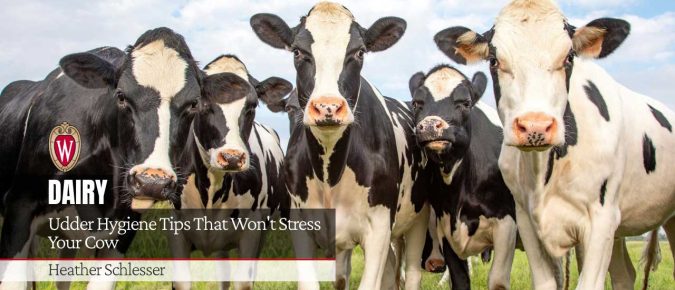 Udder Hygiene Tips That Won’t Stress Your Cow