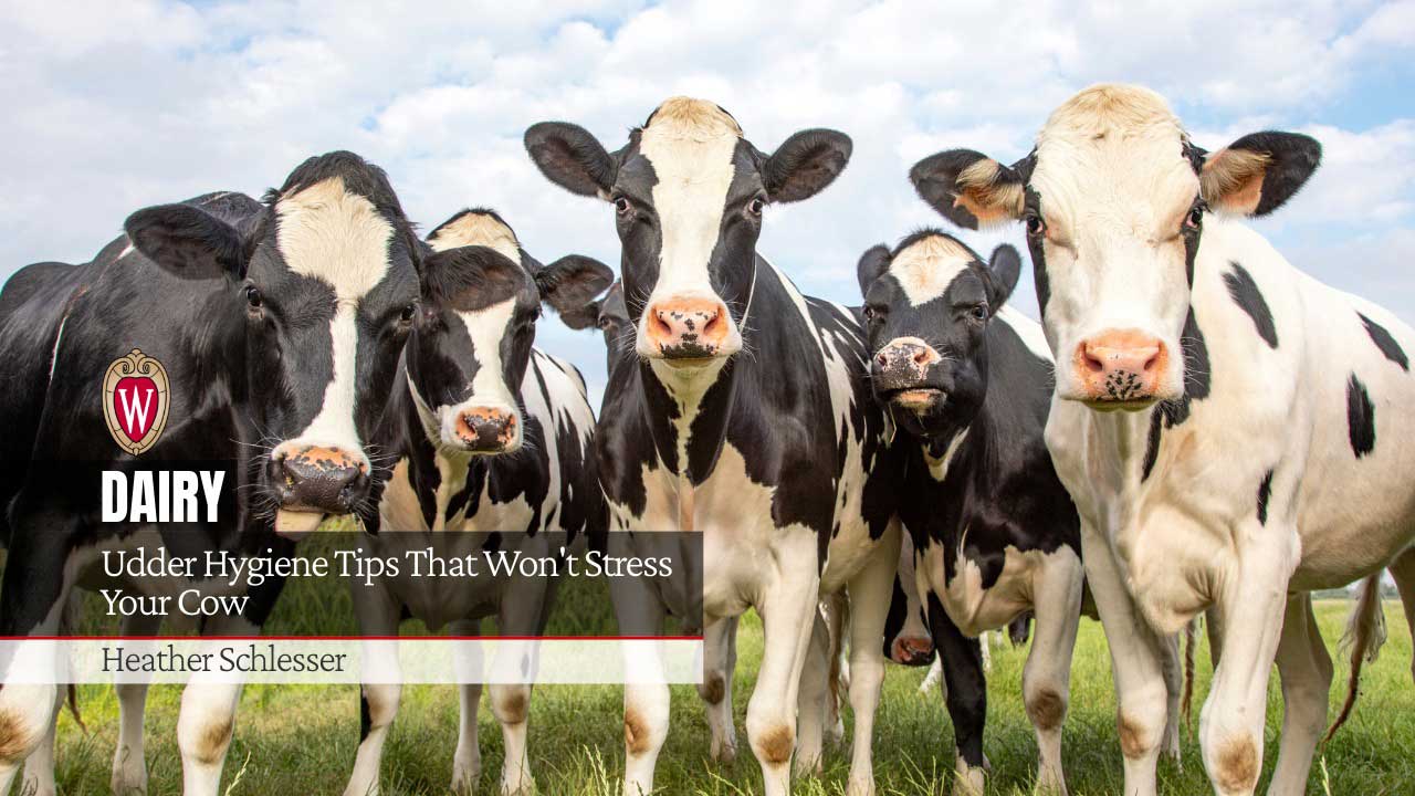 Group of Holstein dairy cows in pasture with text "Udder Hygiene Tips That Won't Stress Your Cow" and "Heather Schlesser"