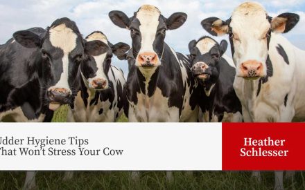 Group of Holstein dairy cows in pasture with text "Udder Hygiene Tips That Won't Stress Your Cow" and "Heather Schlesser"