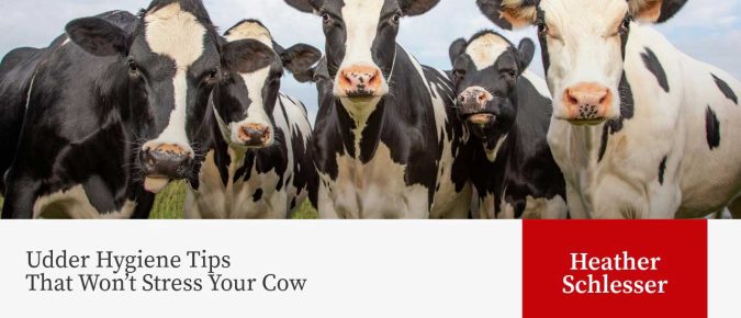 Udder Hygiene Tips That Won’t Stress Your Cow
