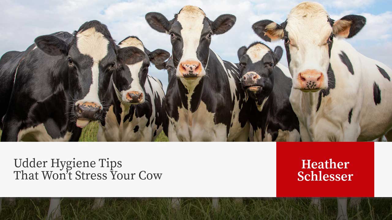 Group of Holstein dairy cows in pasture with text "Udder Hygiene Tips That Won't Stress Your Cow" and "Heather Schlesser"