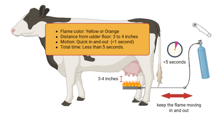 Cow diagram showing flame technique for udder hygiene with equipment placement and timing specifications.