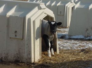 A calf looks out from its hutch.