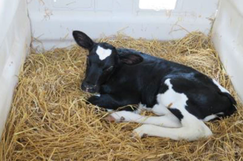 Calf laying in hay, legs partially visible. Nesting Score = 2.