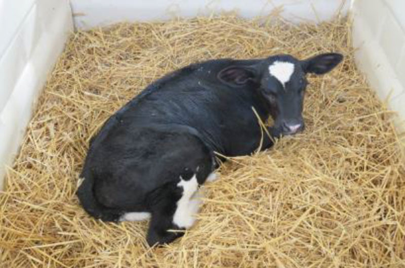 Calf laying in hay, legs entirely visible. Nesting Score = 1.
