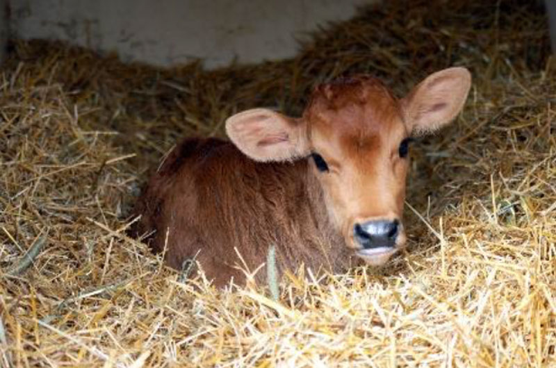 Calf laying in hay, legs not visible. Nesting Score = 3.