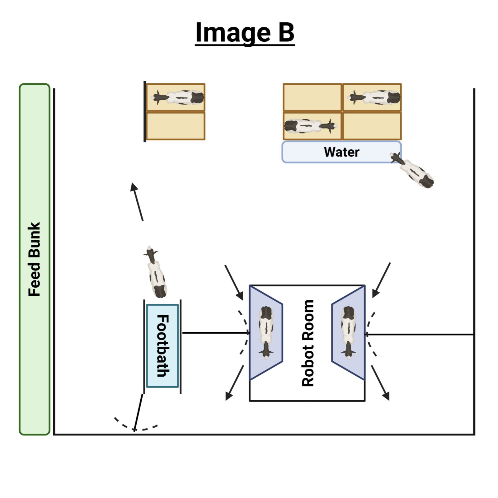 Image B depicts possible footbath placements in a free flow style AMS barn.