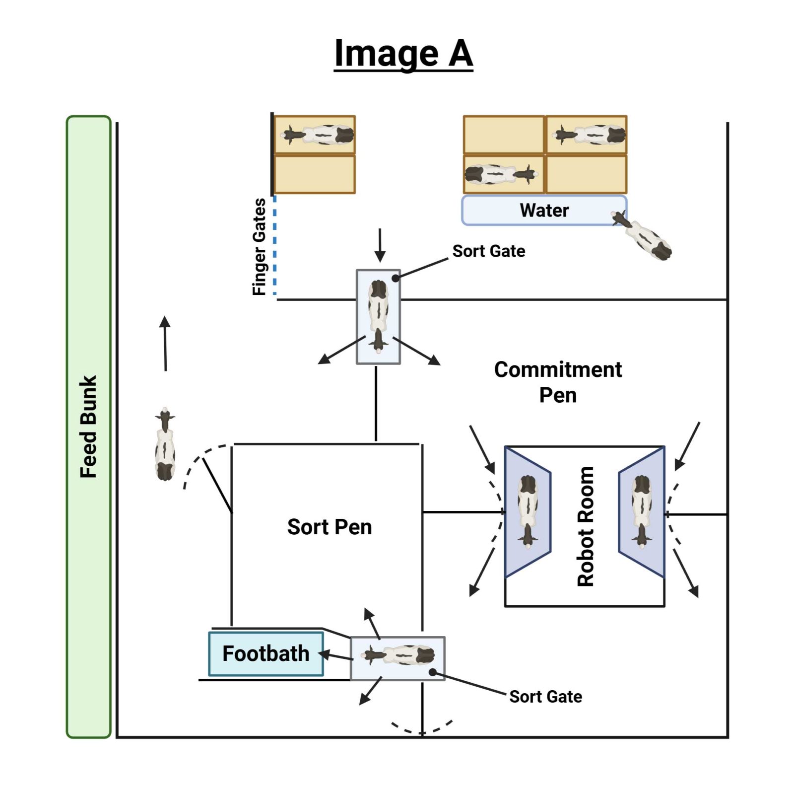 Image A depicts possible footbath placements in a guided flow style AMS barn.