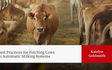 Dairy cows in barn facility. Title overlay: "Best Practices for Fetching Cows in Automatic Milking Systems"