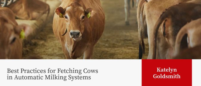 Best Practices for Fetching Cows in Automatic Milking Systems
