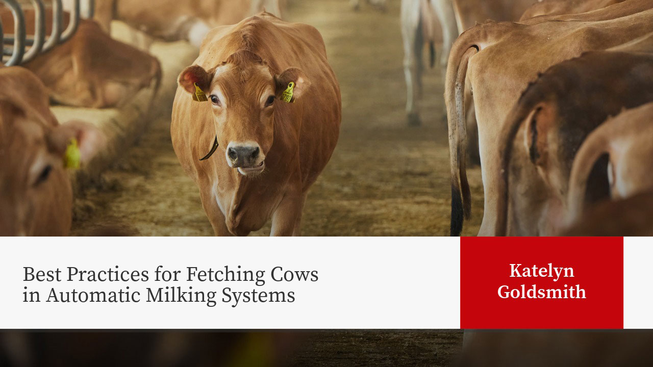 Dairy cows in barn facility. Title overlay: "Best Practices for Fetching Cows in Automatic Milking Systems"