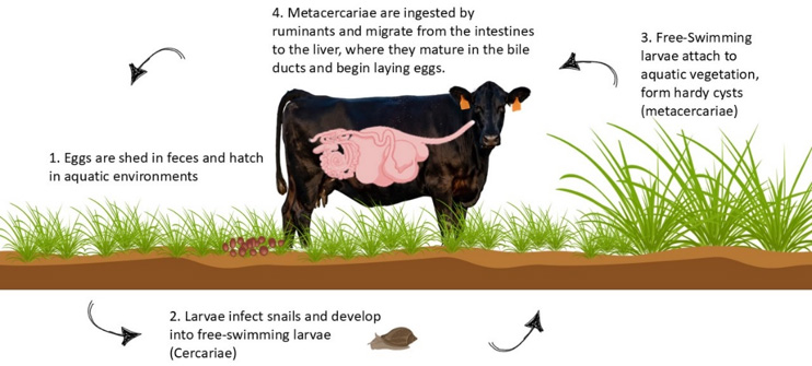 Common Liver Fluke life cycle: eggs in feces hatch in water, larvae infect snails, cercariae attach to plants, cattle ingest cysts, parasites mature in liver.