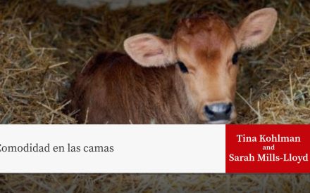 Ternera marrón acostada en paja. El texto dice "Heifer Blueprint: Bedding comfort" con "Tina Kohlman and Sarah Mills-Lloyd" en caja roja.