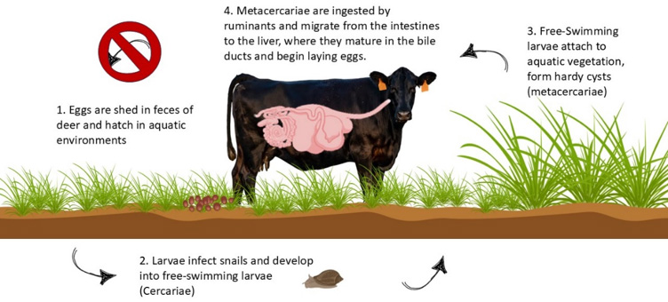 Deer Liver Fluke life cycle diagram showing parasite transmission from deer feces through snails and aquatic vegetation to cattle.