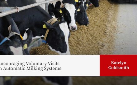 Holstein dairy cows feeding from hay along concrete alley in modern barn. Text: Encouraging Voluntary Visits in Automatic Milking Systems. Katelyn Goldsmith