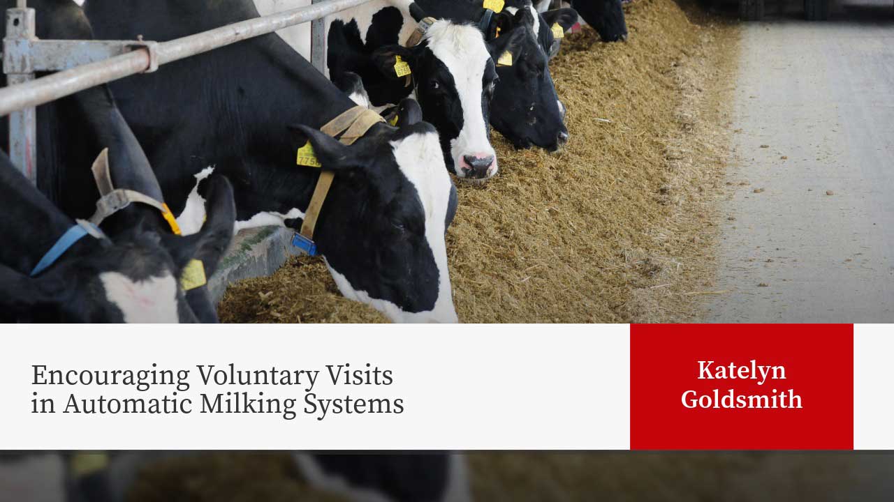 Holstein dairy cows feeding from hay along concrete alley in modern barn. Text: Encouraging Voluntary Visits in Automatic Milking Systems. Katelyn Goldsmith