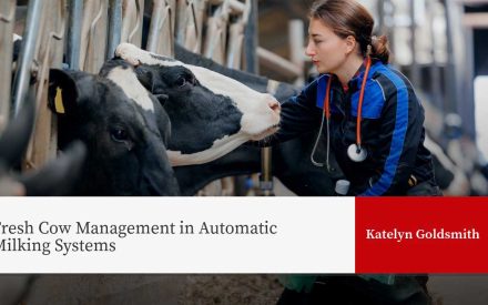Alt text: Veterinarian examining Holstein cow in milking parlor. Text: "Fresh Cow Management in Automatic Milking Systems" by Katelyn Goldsmith