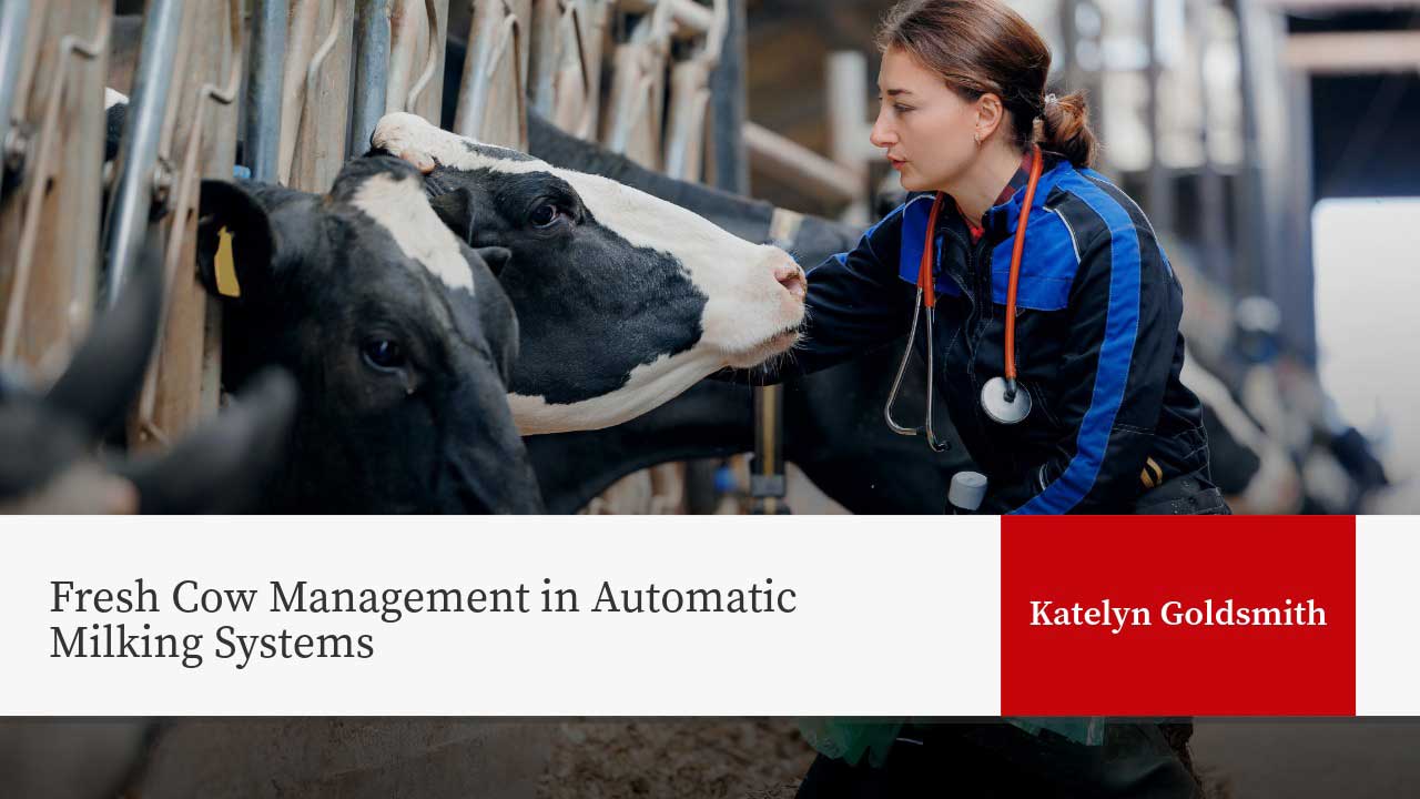 Alt text: Veterinarian examining Holstein cow in milking parlor. Text: "Fresh Cow Management in Automatic Milking Systems" by Katelyn Goldsmith