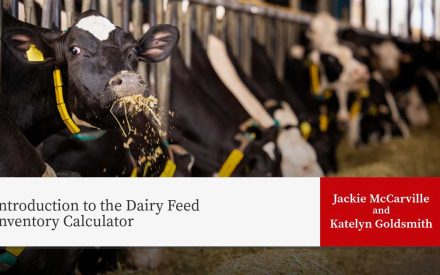 Dairy cow eating hay in barn stall with title "Introduction to the Dairy Feed Inventory Calculator" by Jackie McCarville and Katelyn Goldsmith.