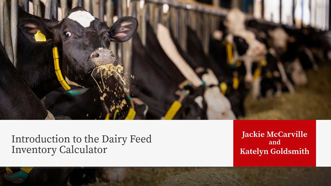 Dairy cow eating hay in barn stall with title "Introduction to the Dairy Feed Inventory Calculator" by Jackie McCarville and Katelyn Goldsmith.