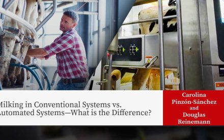 Farmer in plaid shirt milking dairy cows using automated milking equipment in modern barn facility. Overlaid text reads "Milking in Conventional Systems vs. Automated Systems—What is the Difference?" with author names "Carolina Pinzón-Sánchez and Douglas Reinemann"