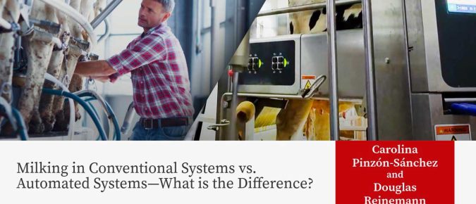 Milking in Conventional Systems vs. Automated Systems—What is the Difference?