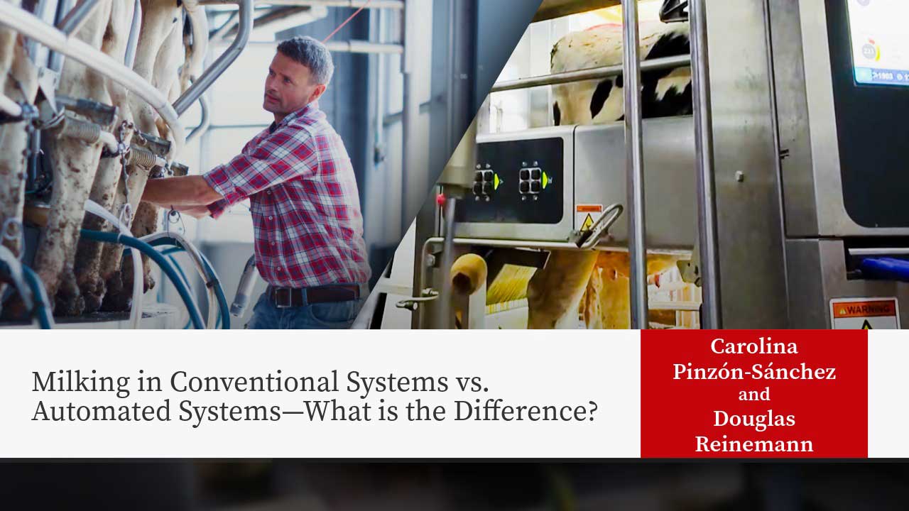 Farmer in plaid shirt milking dairy cows using automated milking equipment in modern barn facility. Overlaid text reads "Milking in Conventional Systems vs. Automated Systems—What is the Difference?" with author names "Carolina Pinzón-Sánchez and Douglas Reinemann"