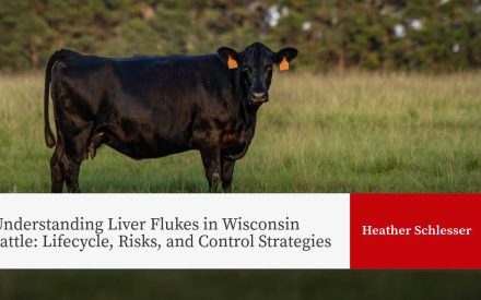 Black cattle in pasture with orange ear tags; title "Understanding Liver Flukes in Wisconsin cattle: Lifecycle, Risks, and Control Strategies".