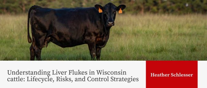 Understanding Liver Flukes in Wisconsin cattle: Lifecycle, Risks, and Control Strategies