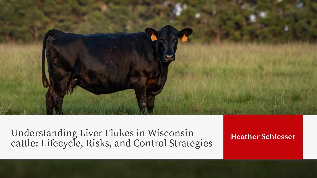 Black cattle in pasture with orange ear tags; title "Understanding Liver Flukes in Wisconsin cattle: Lifecycle, Risks, and Control Strategies".