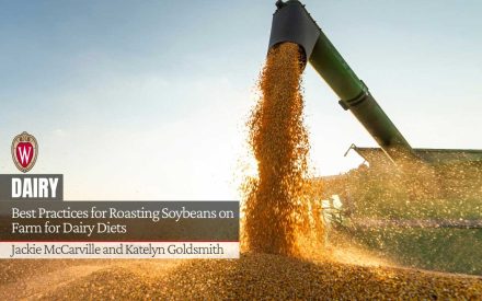 Soybeans being unloaded from harvester auger into truck bed. Best Practices for Roasting Soybeans on Farm for Dairy Diets by Jackie McCarville and Katelyn Goldsmith.