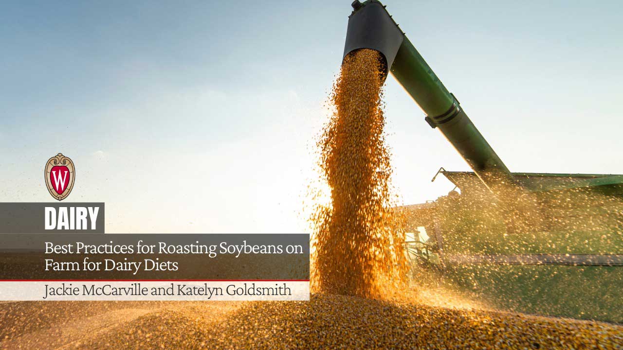 Soybeans being unloaded from harvester auger into truck bed. Best Practices for Roasting Soybeans on Farm for Dairy Diets by Jackie McCarville and Katelyn Goldsmith.