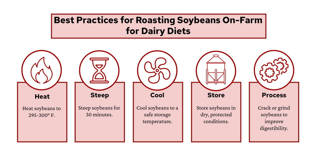Infographic titled "Best Practices for Roasting Soybeans On-Farm for Dairy Diets" showing five sequential steps in pink boxes with maroon icons: Heat (flame icon): Heat soybeans to 295-300° F. Steep (hourglass icon): Steep soybeans for 30 minutes. Cool (fan icon): Cool soybeans to a safe storage temperature. Store (bin icon): Store soybeans in dry, protected conditions. Process (gears icon): Crack or grind soybeans to improve digestibility.